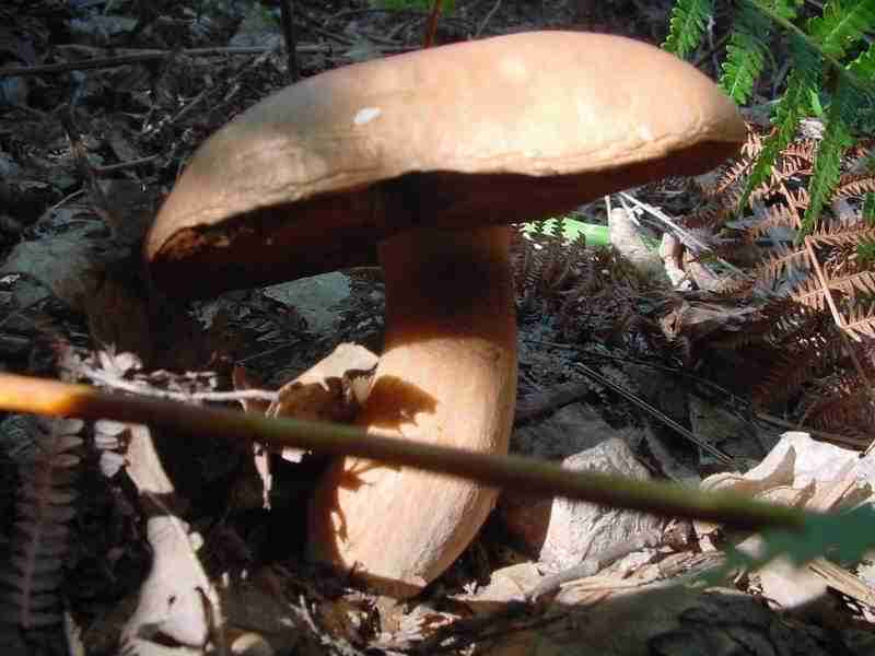  Image name: 171 Porcino.jpg 
 width: 800 pixel 
 height: 600 pixel 
 Size: 32939 bytes 
 Click to enlarge 